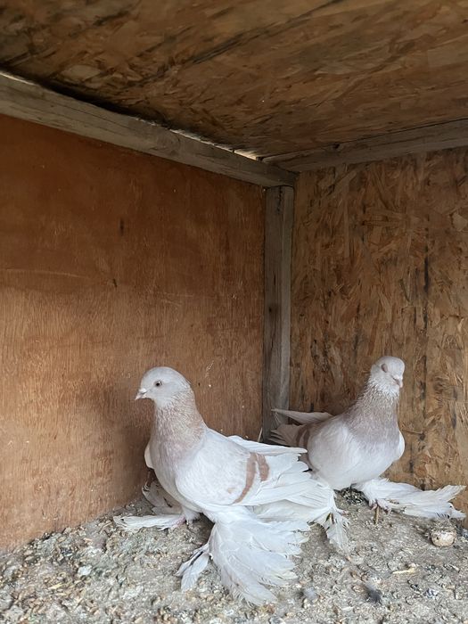 Голуби Сирень 15000