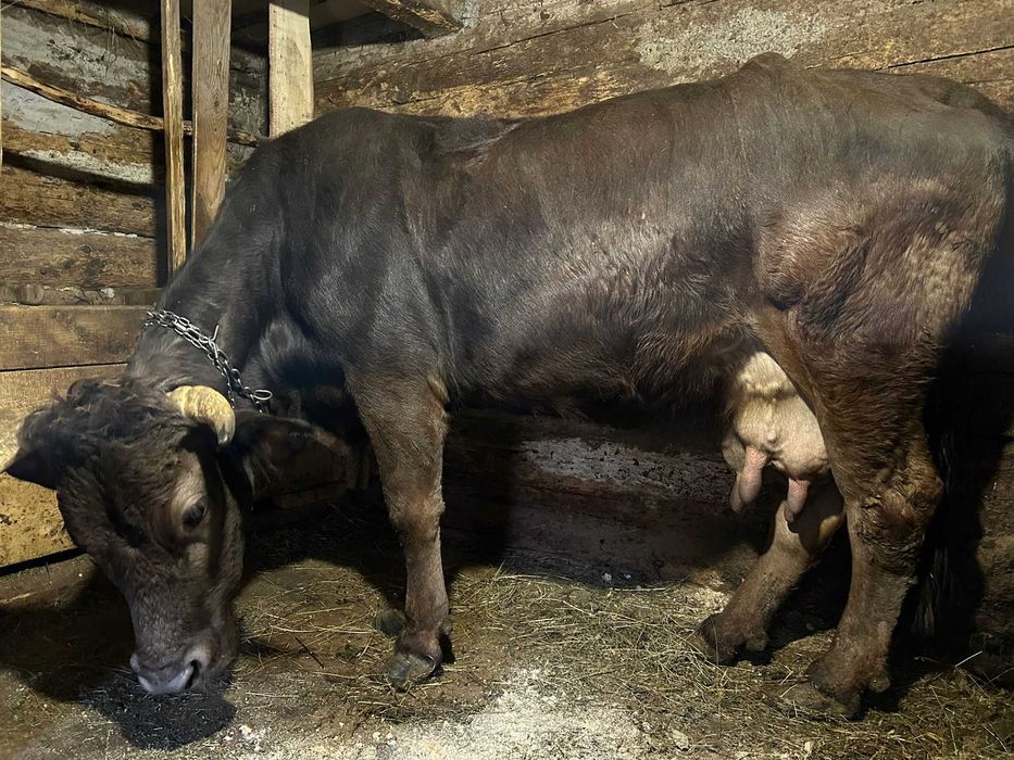 Vacă gestantă de vânzare!!