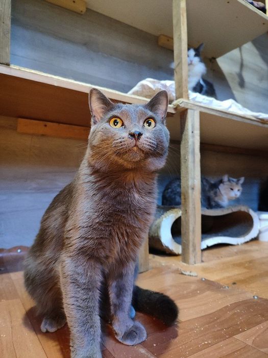 Котик ищет дом , Астана