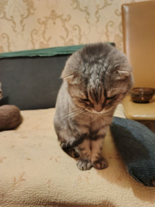 Кошечка в добрые руки