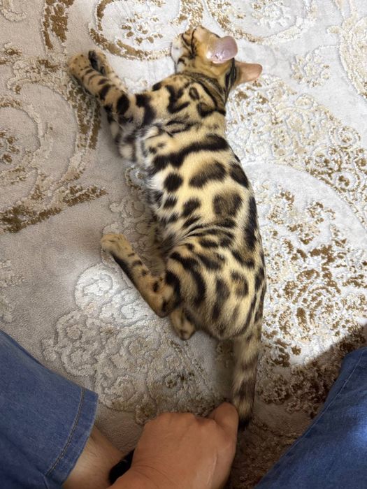 bengal mushuk ogil bolasi