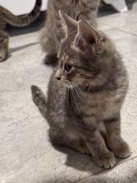 Шотландские вислоухие котята