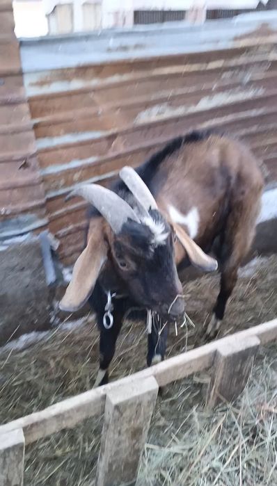 Продам козел теке