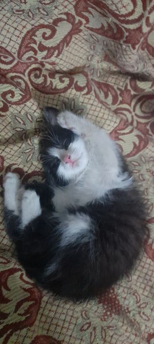 Котенок в добрые, ответственные руки