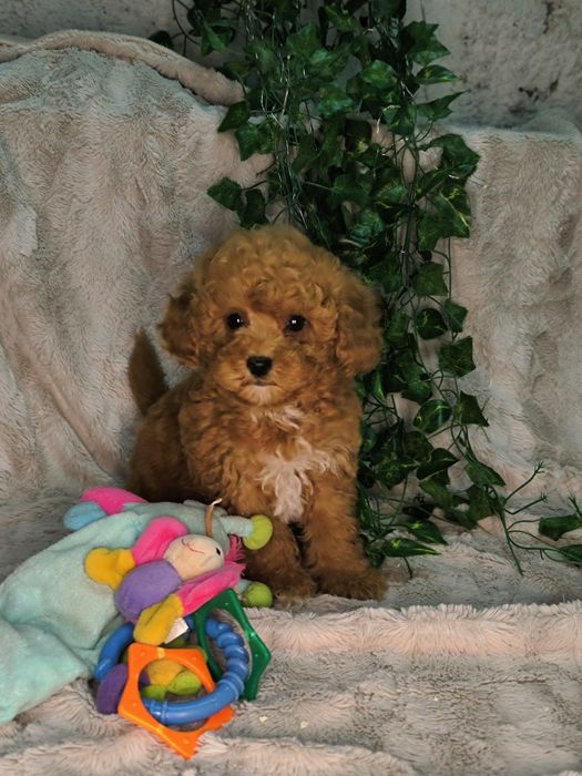 Vand fetita Pudel rosu toy / pitic