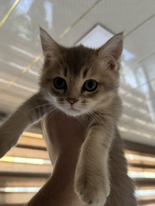 Золотая шиншилла 2ойли