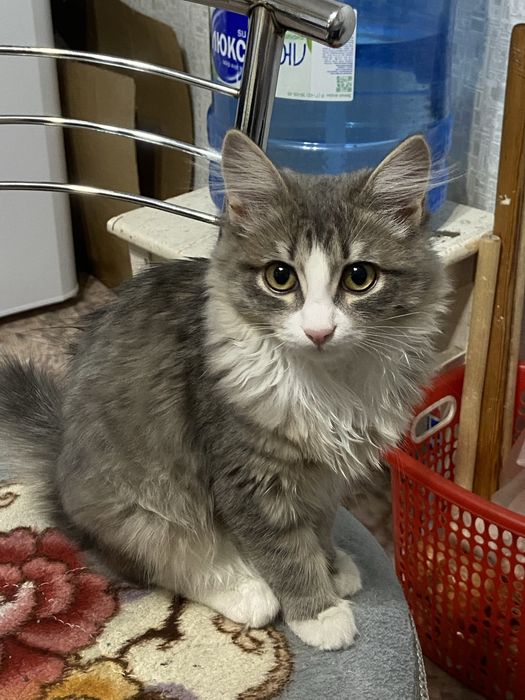 Кошка отдам бесплатно