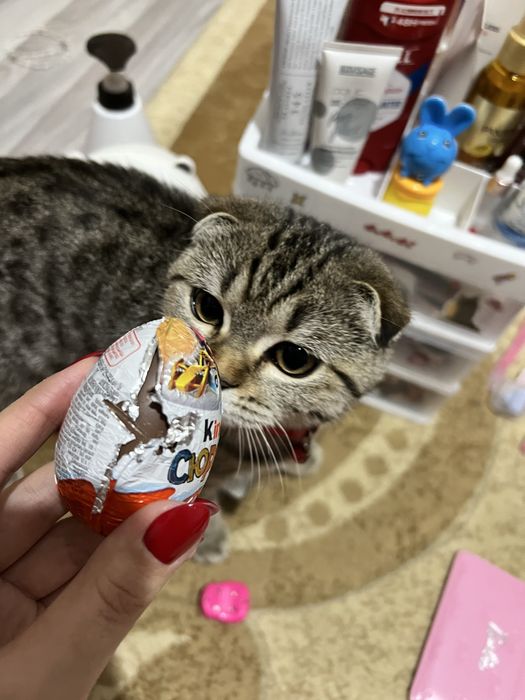 Ищем кота на вязку