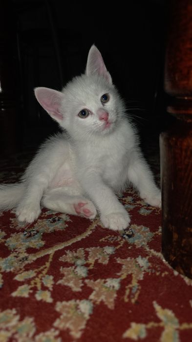 Отдам белого котенка