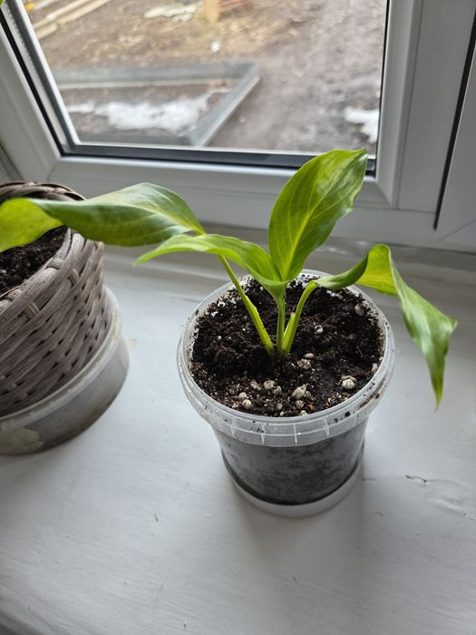 Продам женское счастье