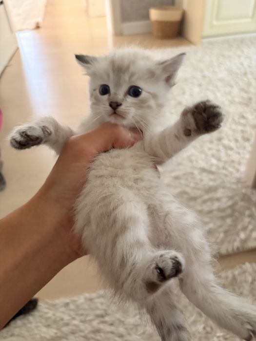 Котятя в добрые руки