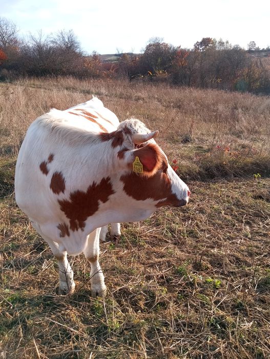 De vînzare jurinci gestante.