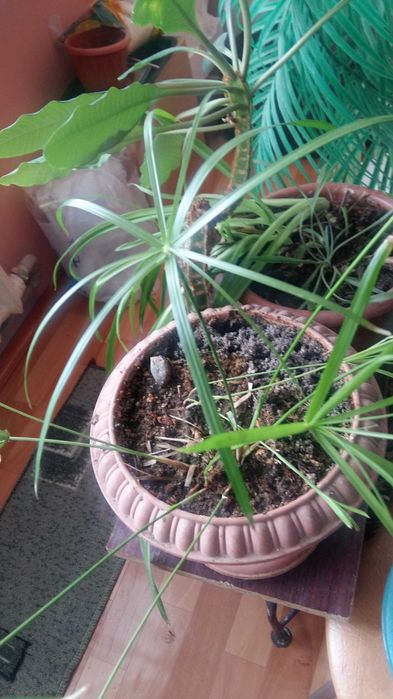 Цветы комнатные и лечебные