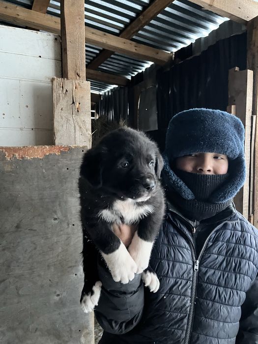 Күшік төбет 2 айлық үрғашы