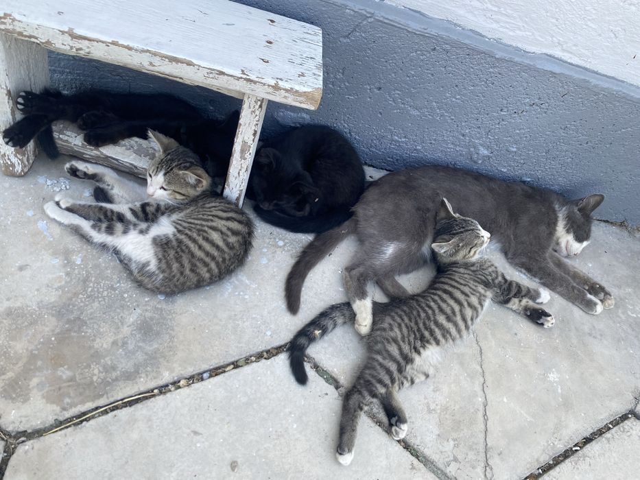 Отдам котят в хорошие руки