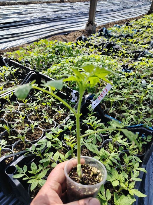 Разсад пикирани домати