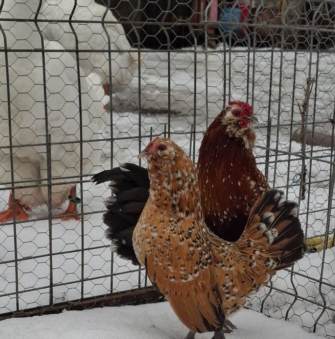 Barboasa de anvers pereche