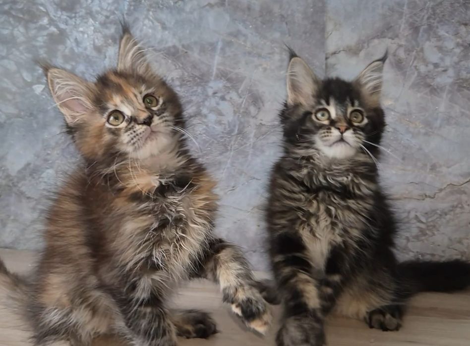 Мейн-кун котята с питомника