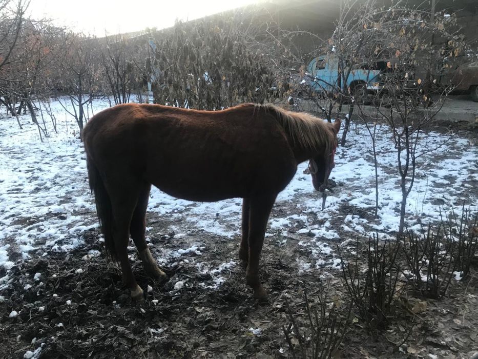 Продается лошадь / жылқы сатылады