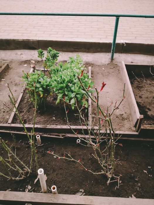 Продам цветы, рассада цветов