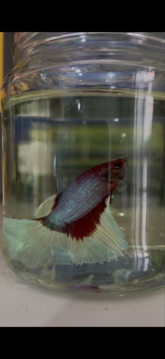 Петушок Рыбки аквариумные