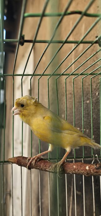 Продаётся срочно Кенар чубаты