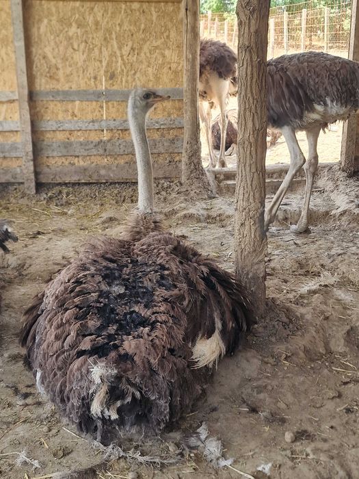 Vând 9 struți africani, 13 luni