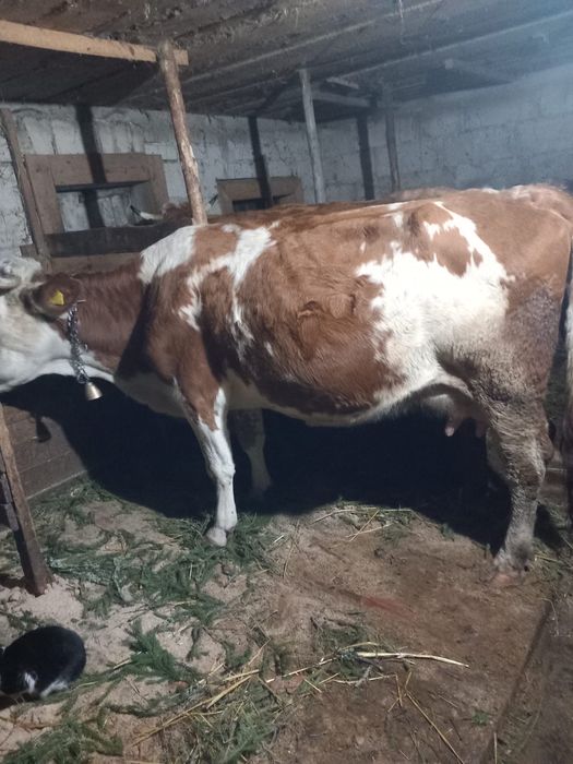 Vand vaca baltata buna de lapte