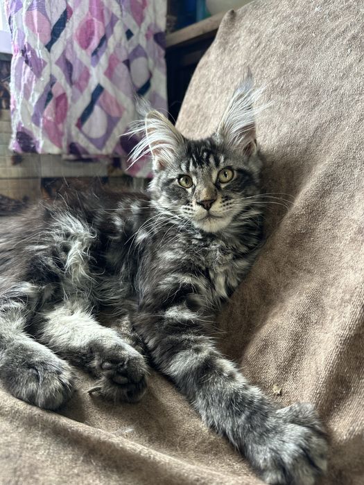 Котята Мейнкуны!