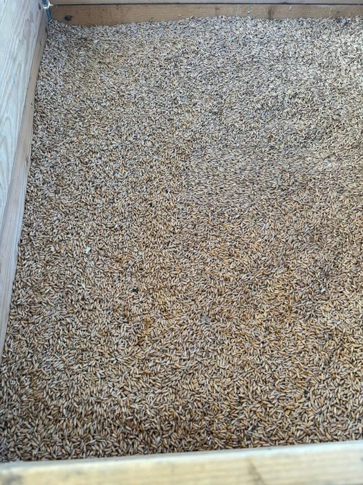 Triticale pentru furaj