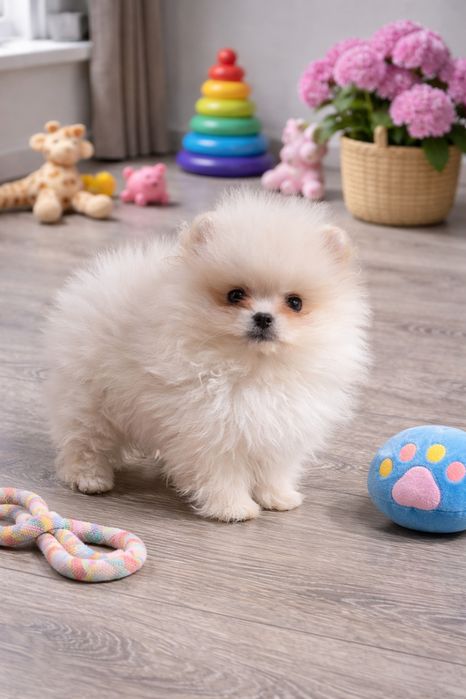 Померан мини мъжко и женско