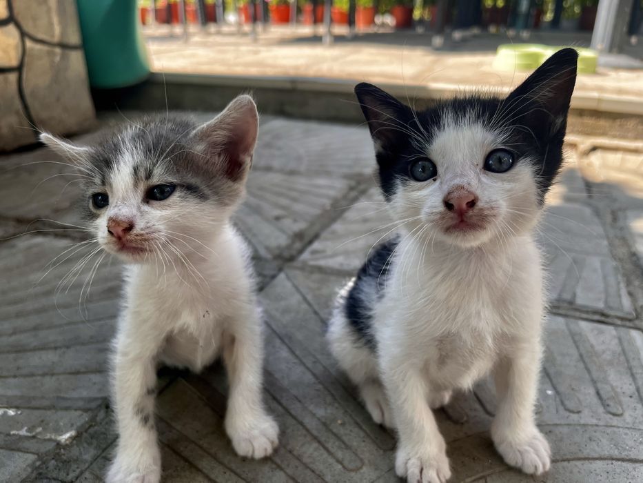 Подарявам малки котенца на  1 месец