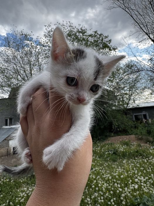 Котята в хорошие руки