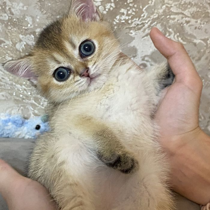 Золотая шиншилла