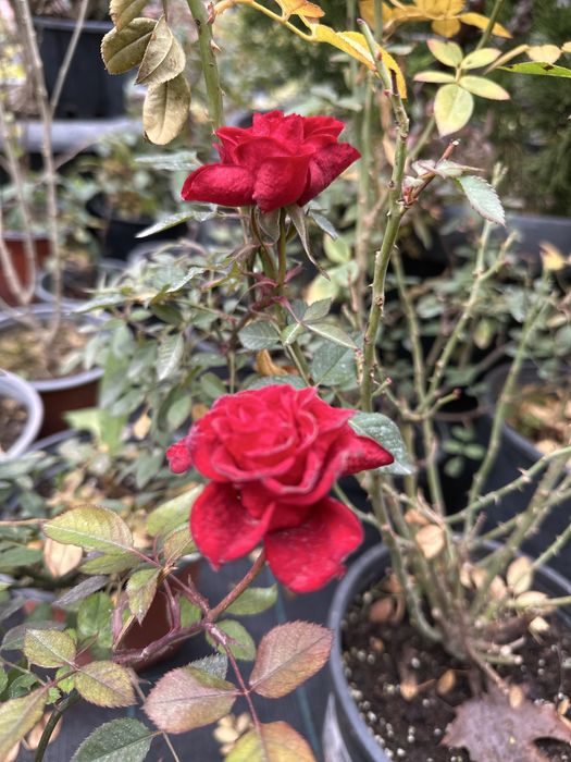 Атиргул сотувда