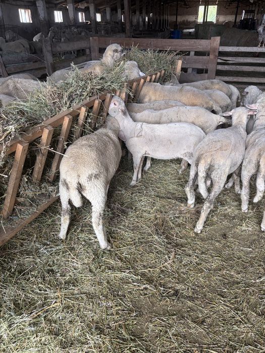 Vand berbecuti merinos de Transilvania