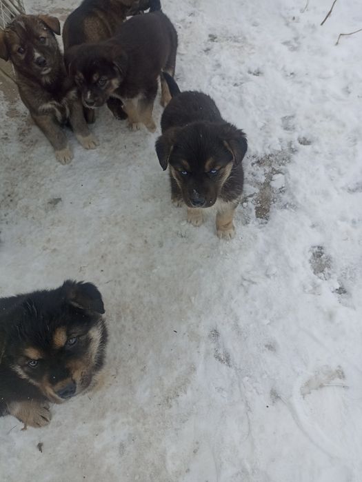 Щенки бесплатно в добрые руки