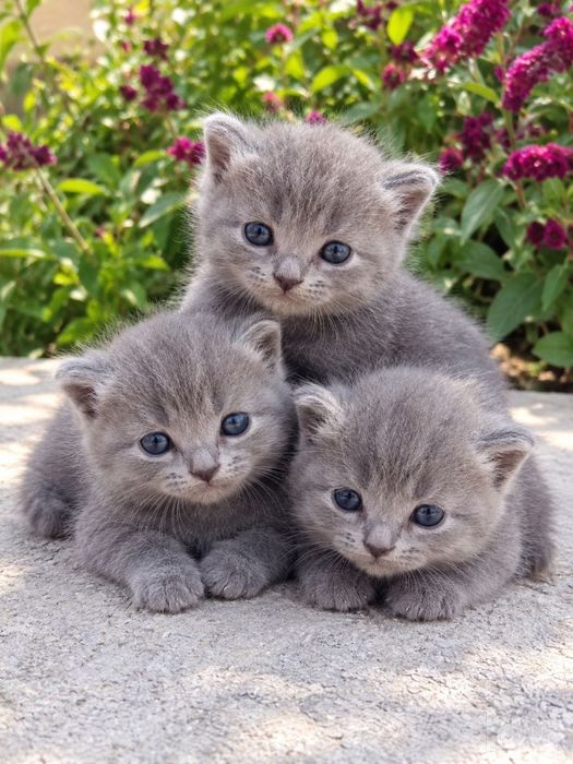 Продаются котята