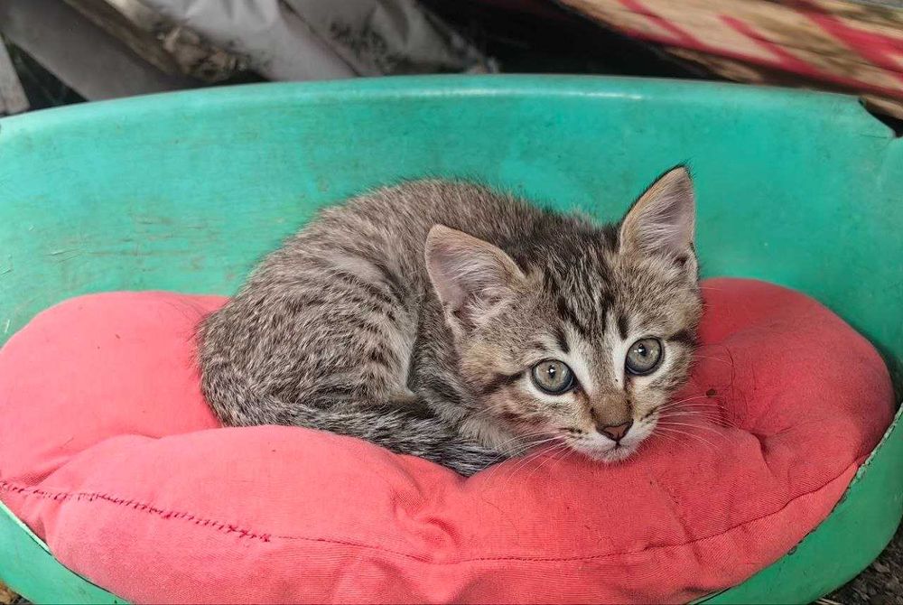 Отдаем КОТЕНКА, мальчик, АЛМАТЫ