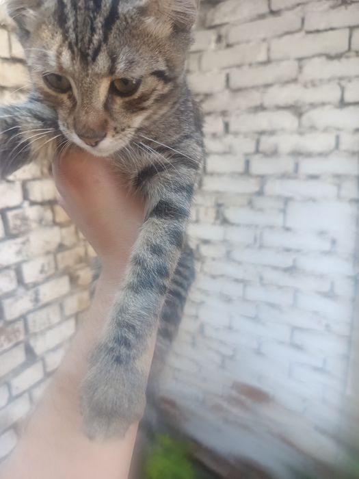 Домашни любимци  пловдив