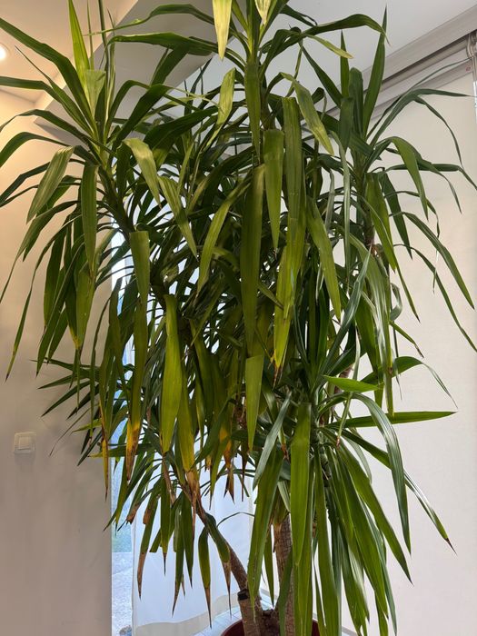 Голяма Юка в саксия – идеална за дом, офис или градина около 3 метра