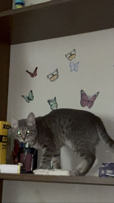 Котят в добрые руки!