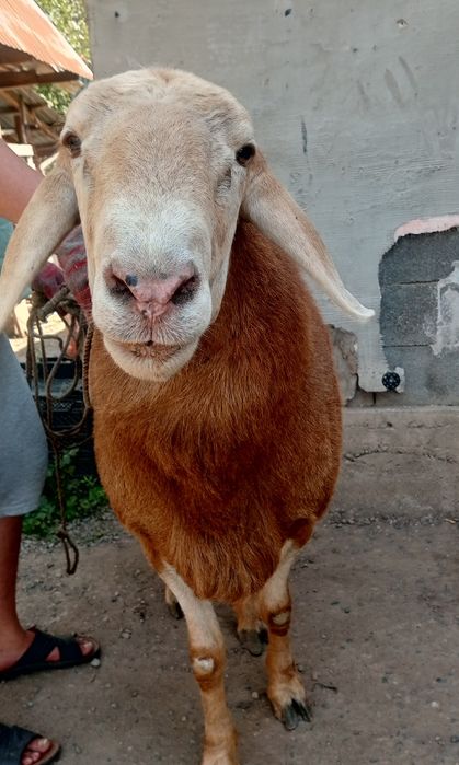 Продам кошкара гисара