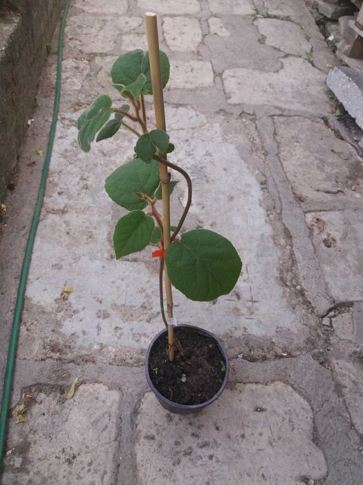 Киви – Разсад (Студоустойчиви сортове) - Налични 10 вида