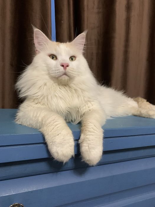 Девочка мейнкун с родословной