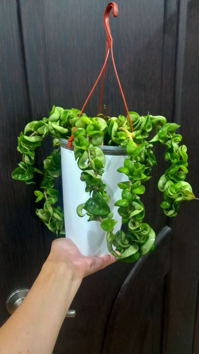 Хойя Компакта  .