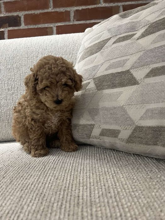 Той пудел -  тий къп