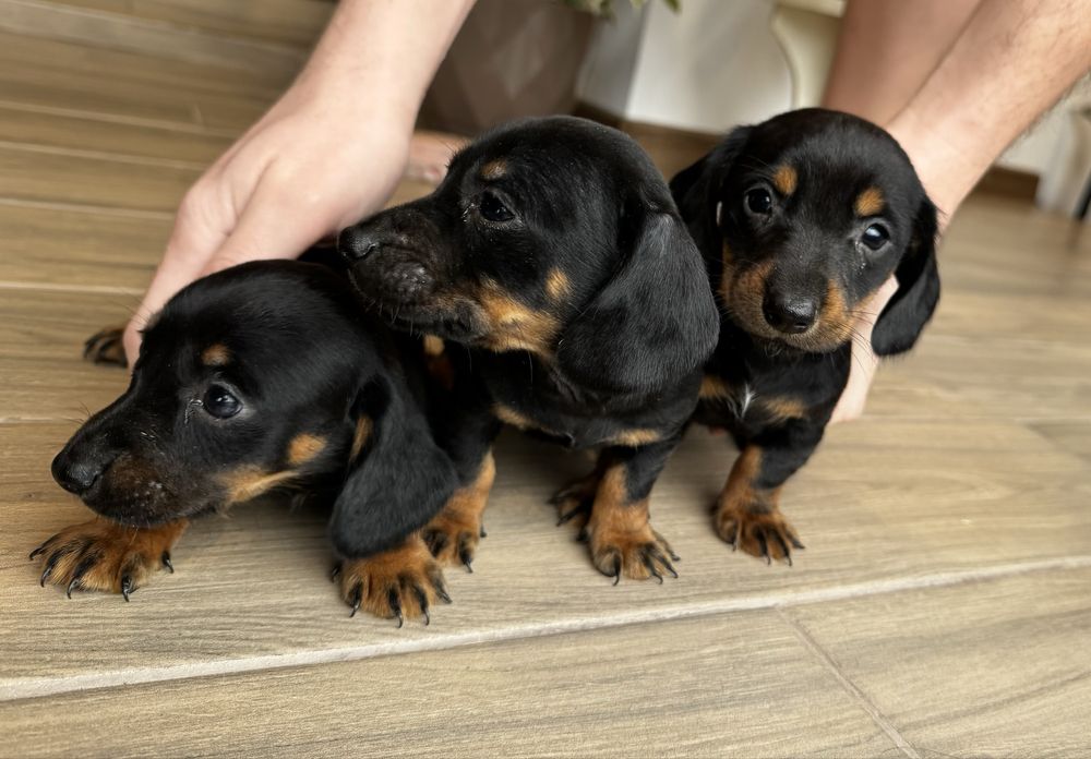 Catei teckel (Dachshund)