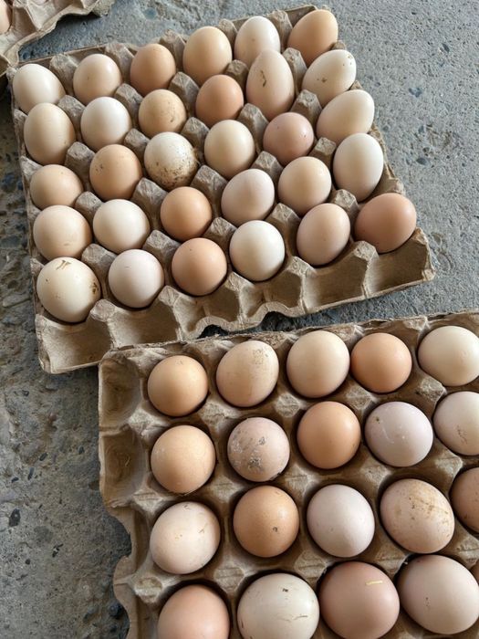 Яйцо Адлер, адлер жұмыртқасы