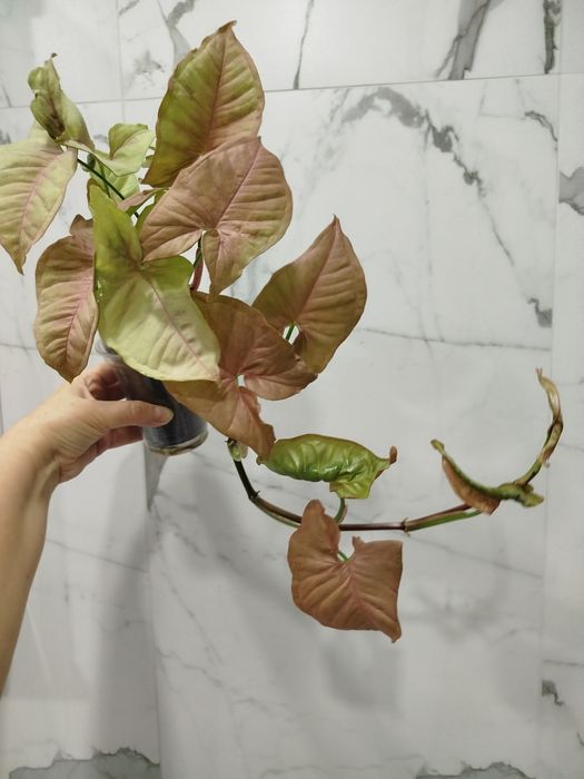 Продам    сингониум Неон Пинк